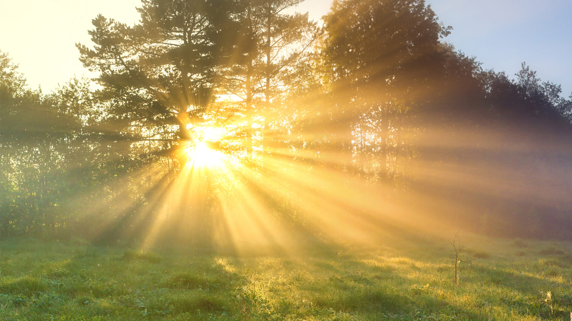 forest light